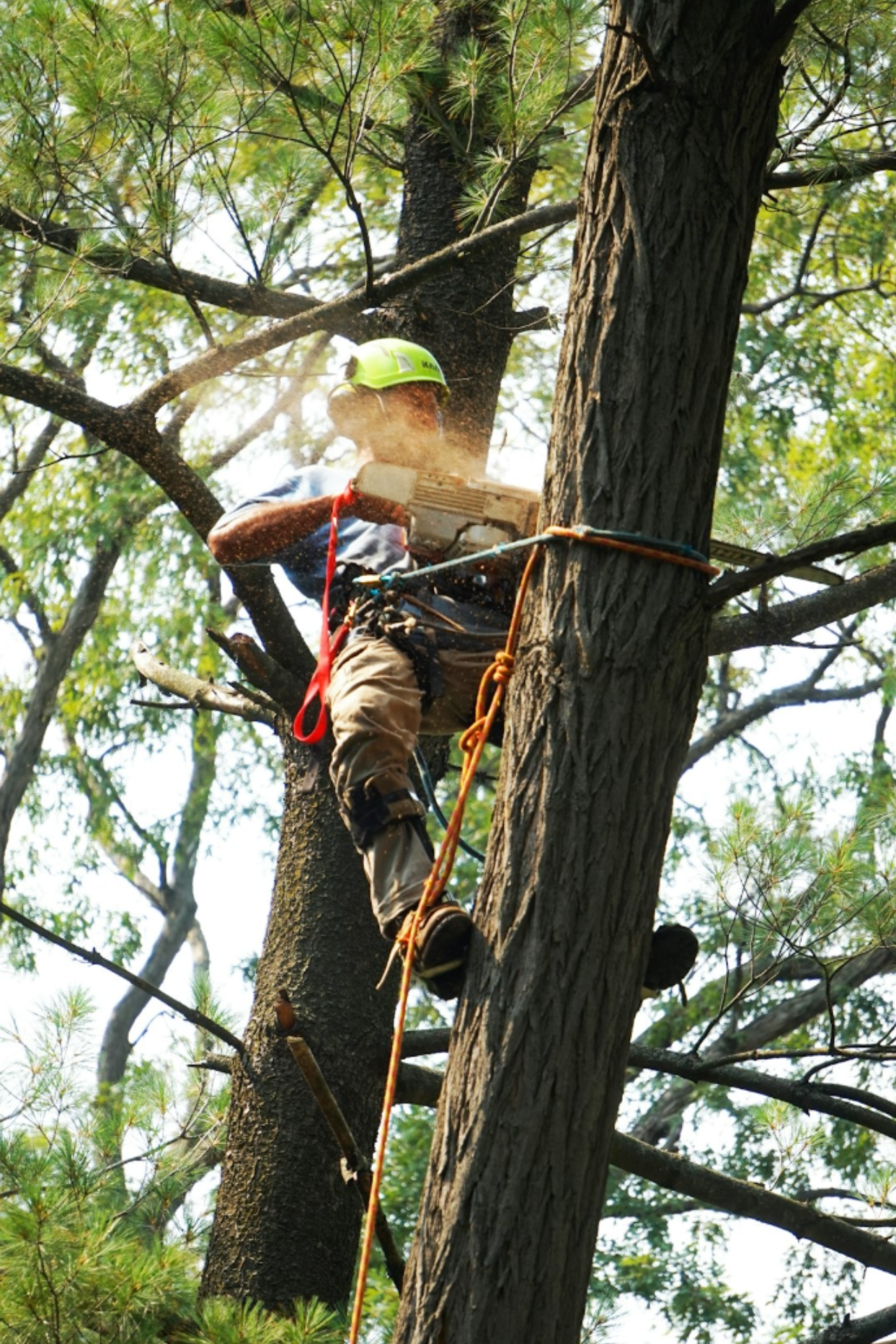 Fayetteville Tree Removal Pros tree removal