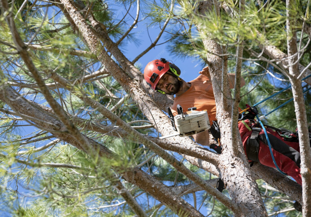 Fayetteville Tree Removal Pros screenshot 2026 04 17 at 5.42.23 pm